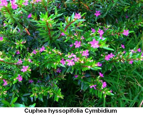 Cuphea hyssopifolia Cymbidium.jpg